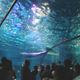 Beluga whales in a tank.